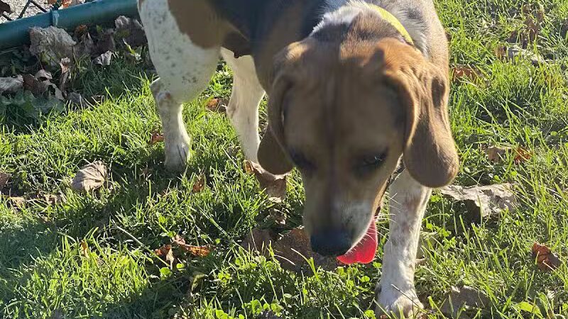 Dog Park at Thomas Bull Memorial Park - Campbell Hall, NY