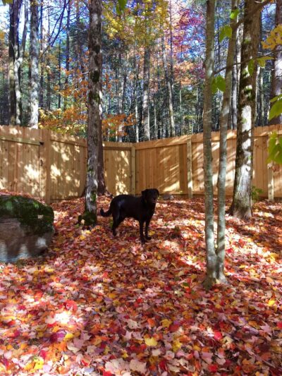 Jezzie's Place Rescue - Canaan, NH