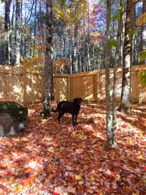 Jezzie's Place Rescue - Canaan, NH