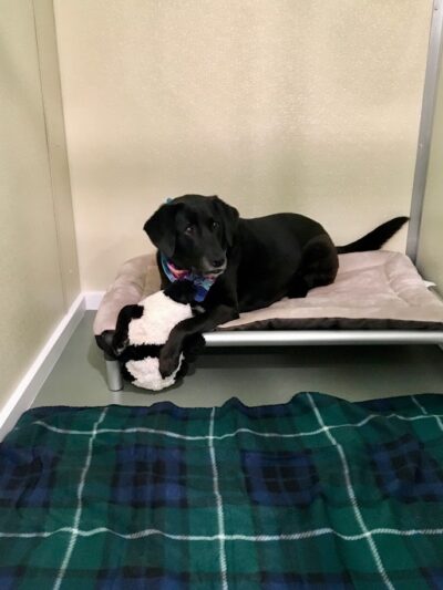 Jezzie's Place Rescue - Canaan, NH