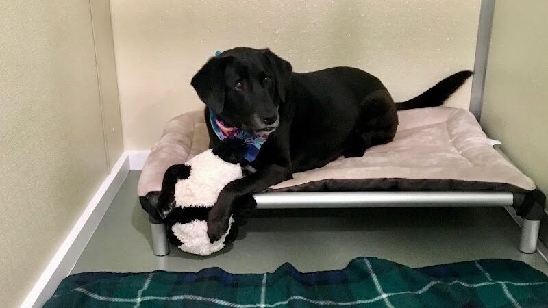 Jezzie's Place Rescue - Canaan, NH