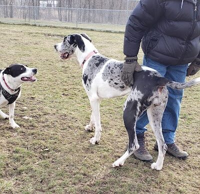Canandaigua canine campus pet memorial rock garden - Canandaigua, NY