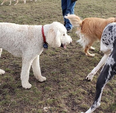 Canandaigua canine campus pet memorial rock garden - Canandaigua, NY