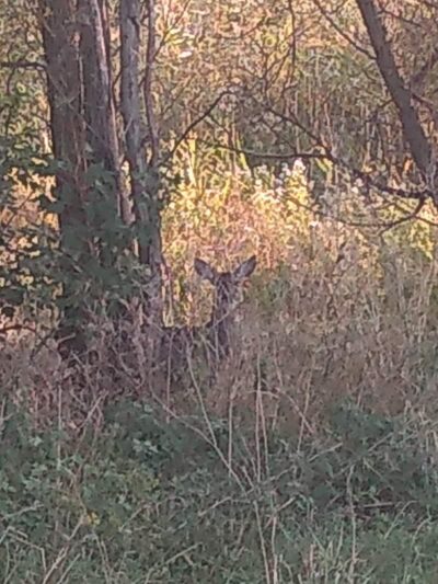 Canandaigua canine campus pet memorial rock garden - Canandaigua, NY