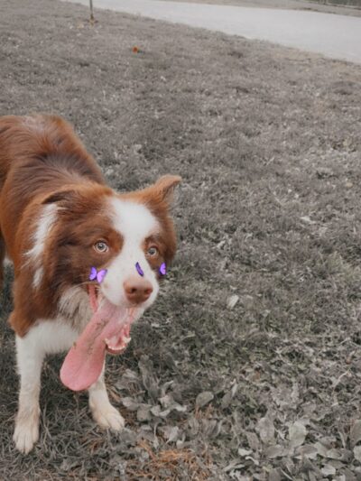 Canandaigua canine campus pet memorial rock garden - Canandaigua, NY