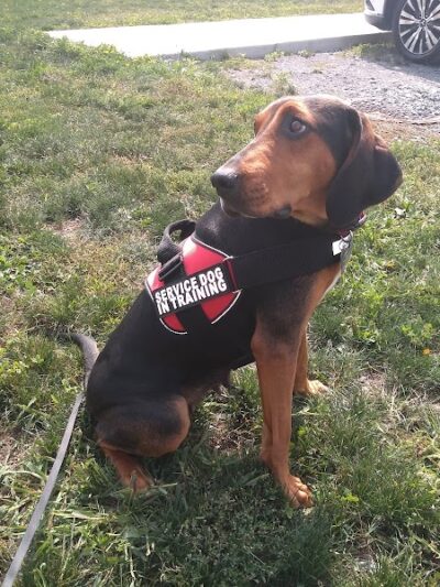 Canandaigua canine campus pet memorial rock garden - Canandaigua, NY