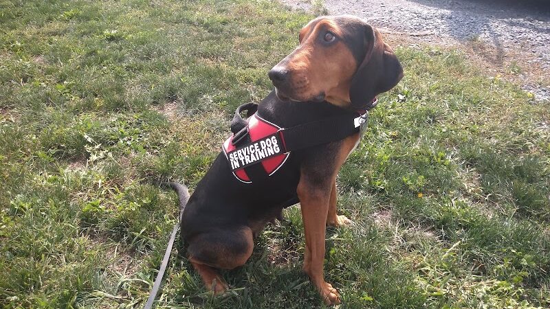 Canandaigua canine campus pet memorial rock garden - Canandaigua, NY