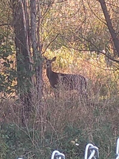 Canandaigua canine campus pet memorial rock garden - Canandaigua, NY