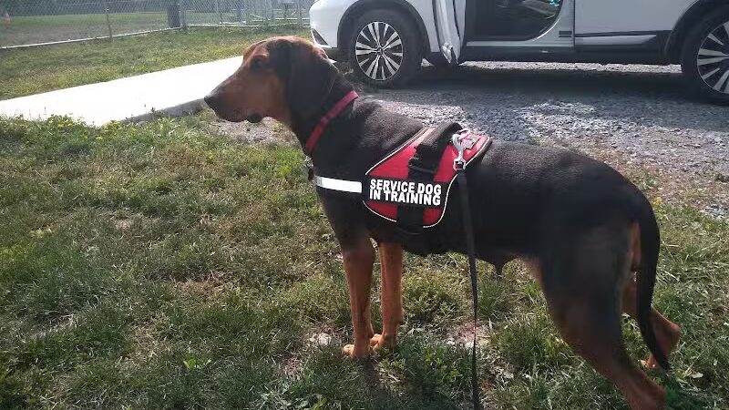 Canandaigua canine campus pet memorial rock garden - Canandaigua, NY