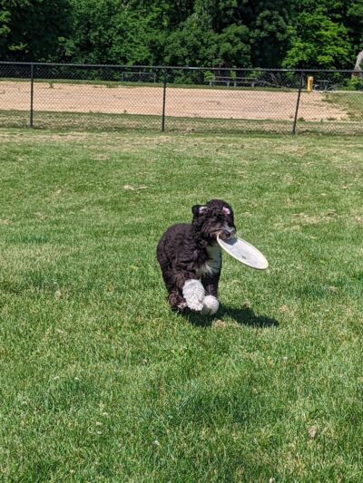Big Creek Dog Park - Canton, IL