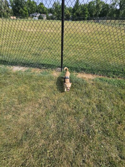 Big Creek Dog Park - Canton, IL