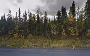 Dog Gone It - Cantwell, AK