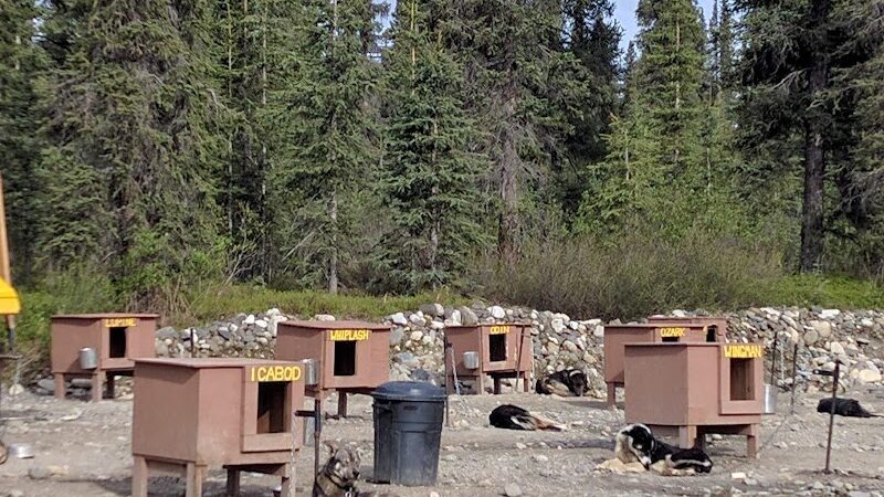 Wolf's Den Kennel - Cantwell, AK