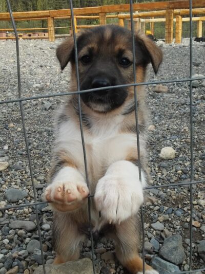 Wolf's Den Kennel - Cantwell, AK