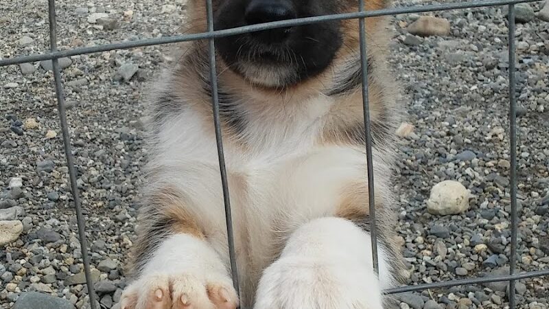 Wolf's Den Kennel - Cantwell, AK
