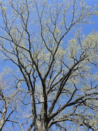 Mansur Wood Tot Park - Carbon Cliff, IL