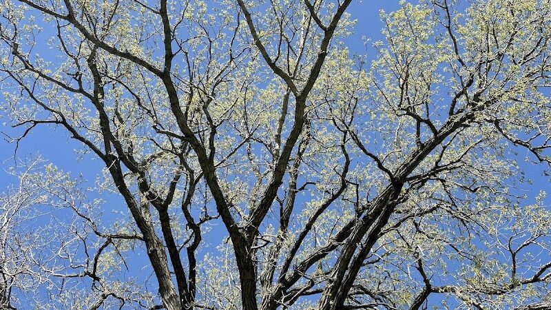 Mansur Wood Tot Park - Carbon Cliff, IL