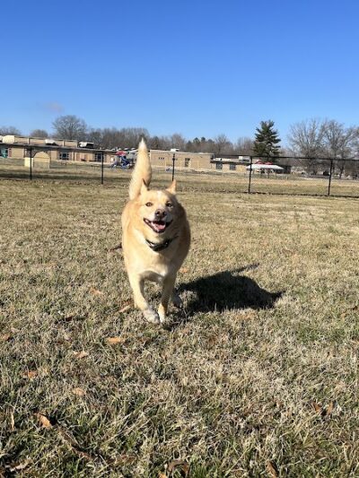 PetSafe Carbondale Community Dog Park - Carbondale, IL
