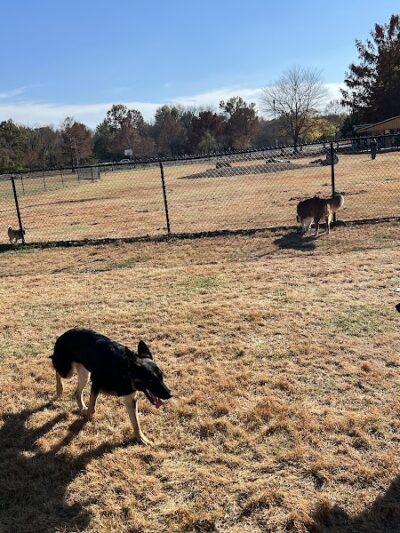 PetSafe Carbondale Community Dog Park - Carbondale, IL