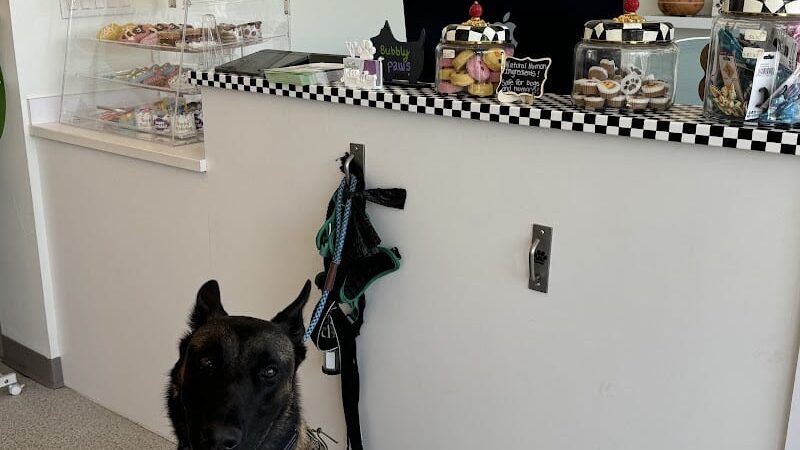 Bubbly Paws - Carle Place, NY