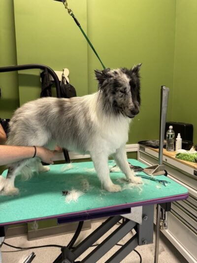 Bubbly Paws - Carle Place, NY