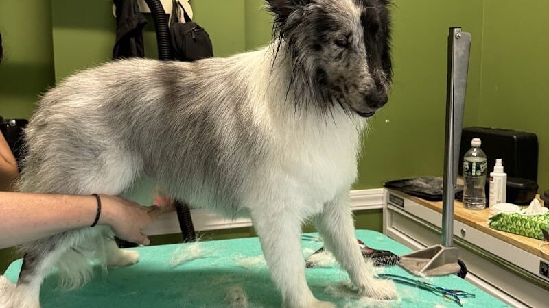 Bubbly Paws - Carle Place, NY