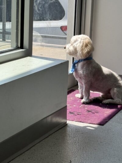 Bubbly Paws - Carle Place, NY