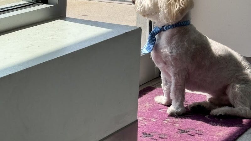 Bubbly Paws - Carle Place, NY