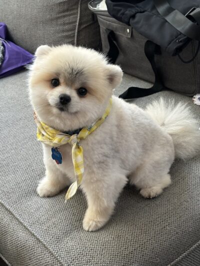 Bubbly Paws - Carle Place, NY