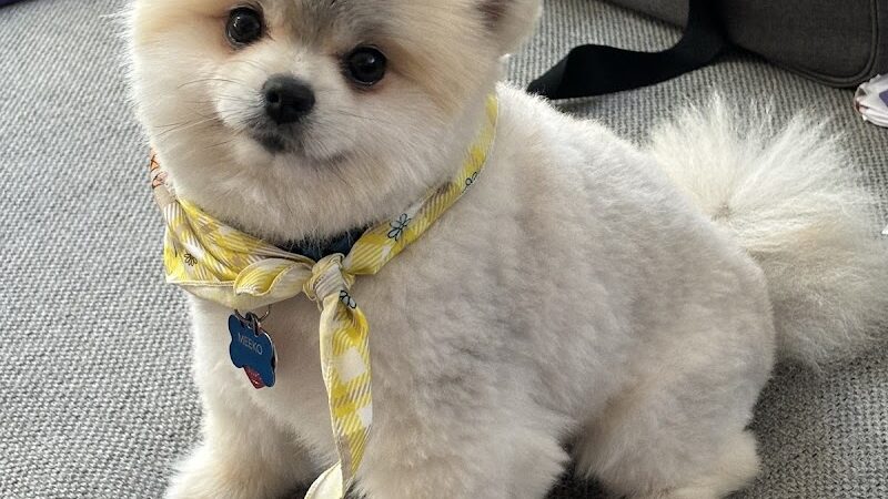 Bubbly Paws - Carle Place, NY