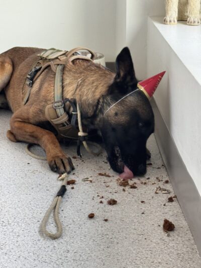 Bubbly Paws - Carle Place, NY