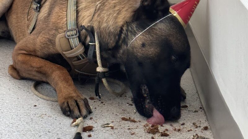 Bubbly Paws - Carle Place, NY