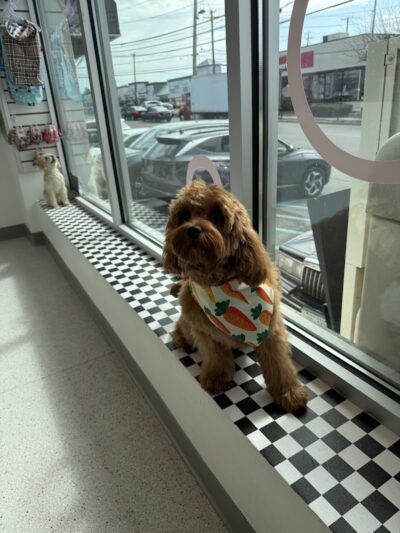 Bubbly Paws - Carle Place, NY