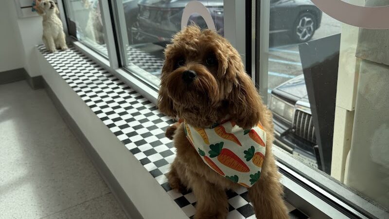 Bubbly Paws - Carle Place, NY