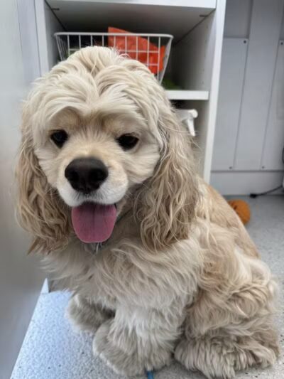 Bubbly Paws - Carle Place, NY