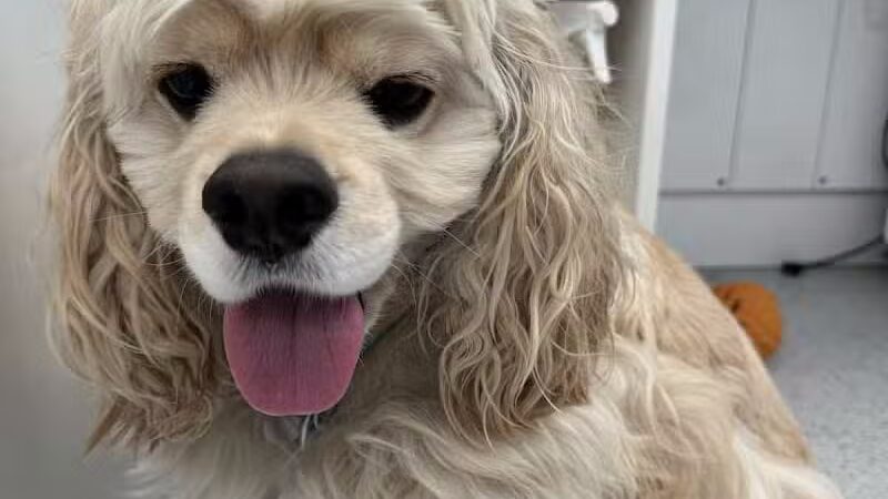 Bubbly Paws - Carle Place, NY