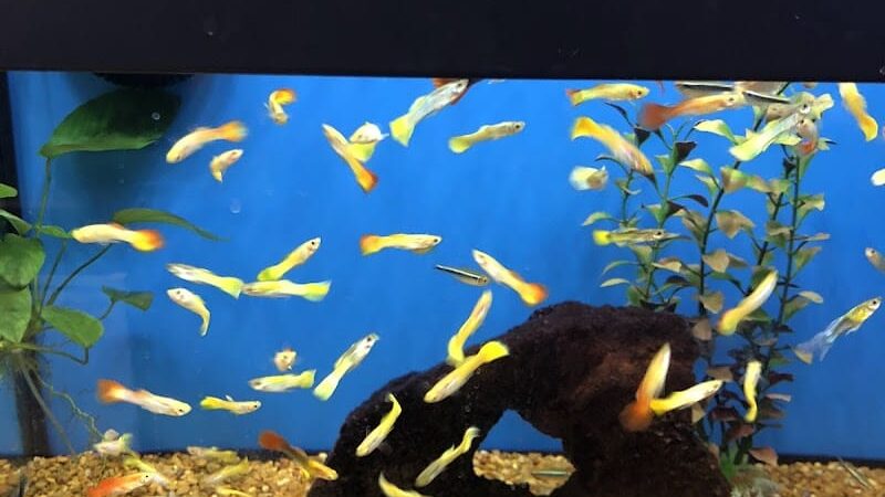 Petco - Carle Place, NY