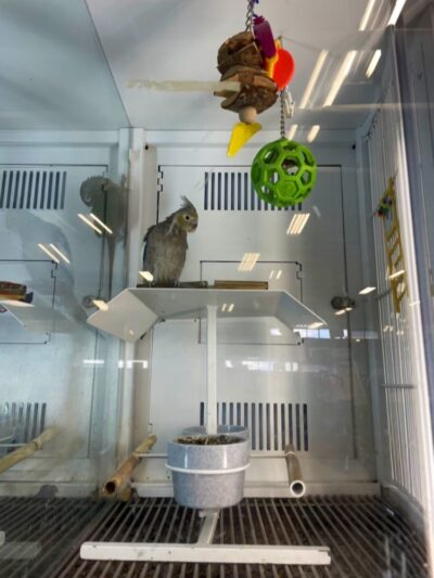 Petco - Carle Place, NY