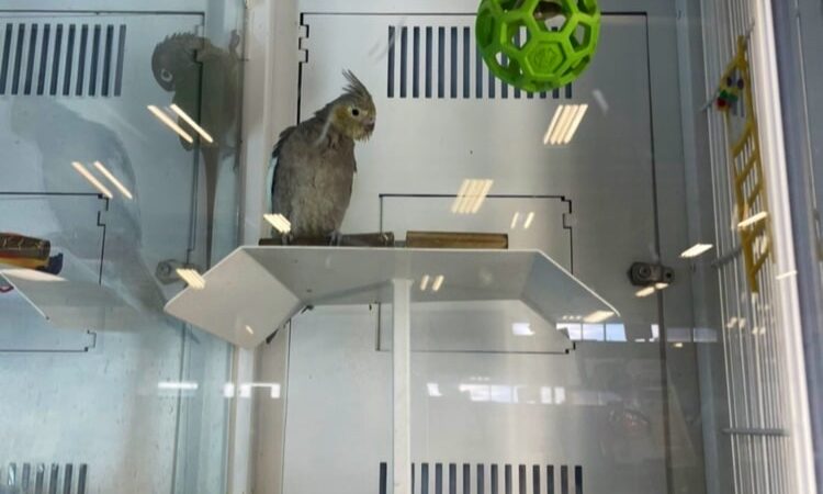 Petco - Carle Place, NY