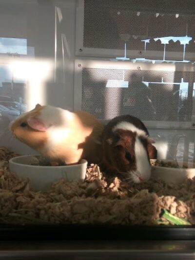 Petco - Carle Place, NY