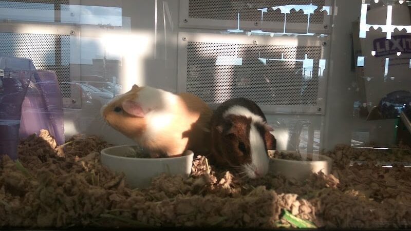 Petco - Carle Place, NY