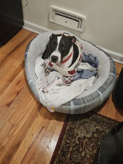 Petco - Carle Place, NY