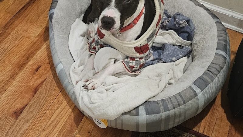 Petco - Carle Place, NY