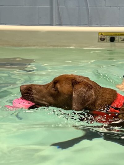 The Martial ARFS Dog Training & Fitness Center - Carle Place, NY