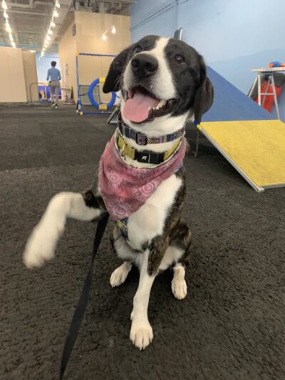 The Martial ARFS Dog Training & Fitness Center - Carle Place, NY