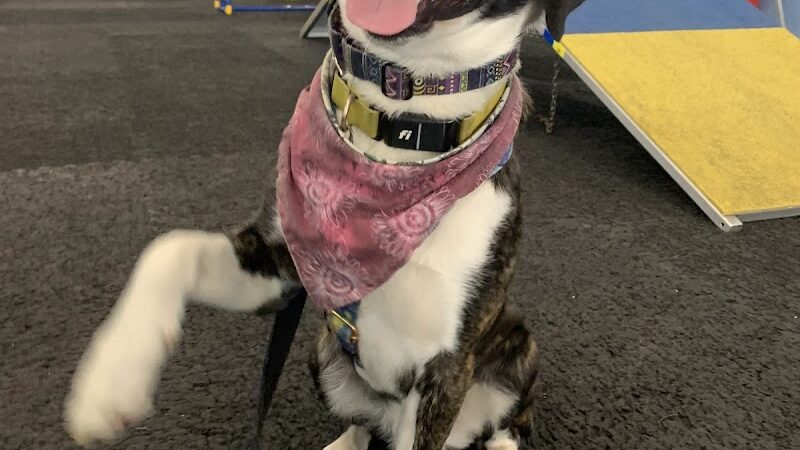 The Martial ARFS Dog Training & Fitness Center - Carle Place, NY