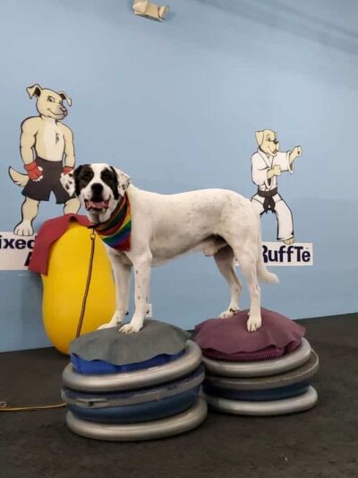 The Martial ARFS Dog Training & Fitness Center - Carle Place, NY
