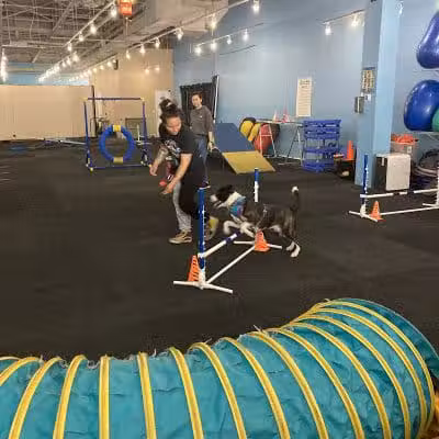 The Martial ARFS Dog Training & Fitness Center - Carle Place, NY