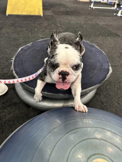 The Martial ARFS Dog Training & Fitness Center - Carle Place, NY