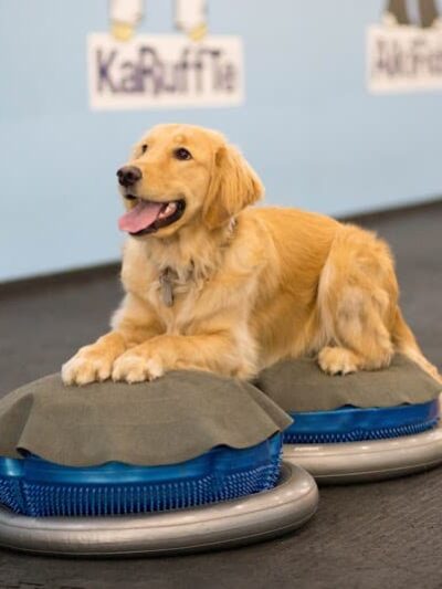 The Martial ARFS Dog Training & Fitness Center - Carle Place, NY